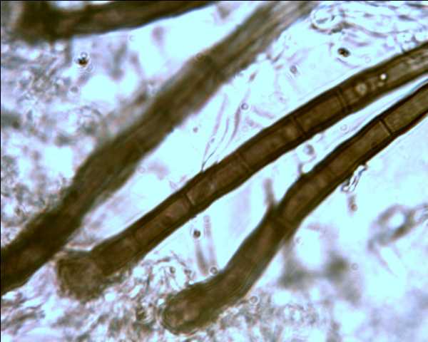 Schizophora paradoxa parassitata da Colletotrichum sp.